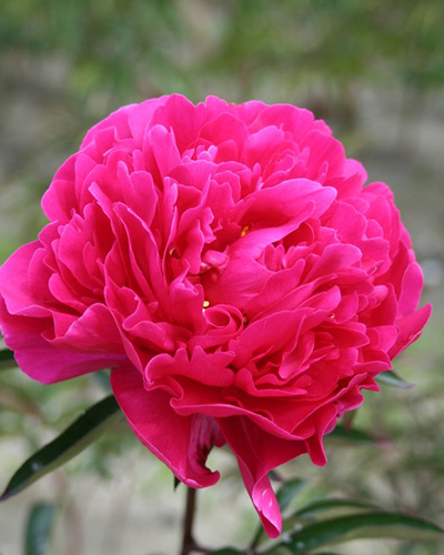 PAEONIA KARL ROSENFIELD 25 kusov